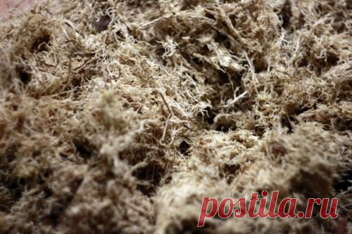 Мох сфагнум — бесценный дар природы