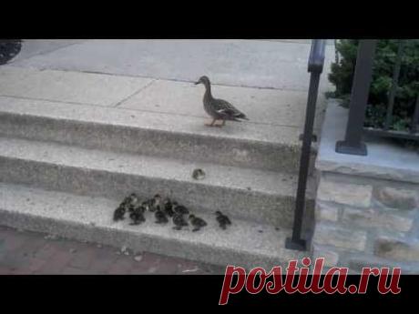 Ducklings vs. Stairs - YouTube утята и ступеньки.Как мама утка воспитывает своих утят