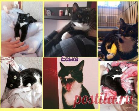 &quot;Помощь Братьям Нашим Меньшим&quot; (Екатеринбург)