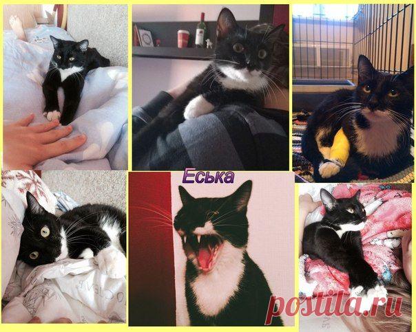 "Помощь Братьям Нашим Меньшим" (Екатеринбург)