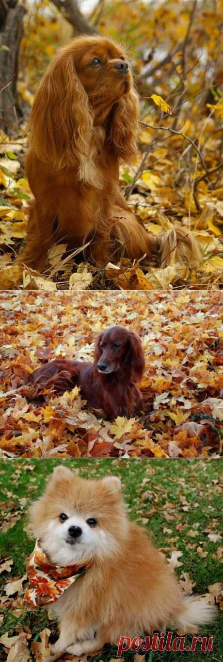 Осенние мордашки :) » RadioNetPlus.ru развлекательный портал