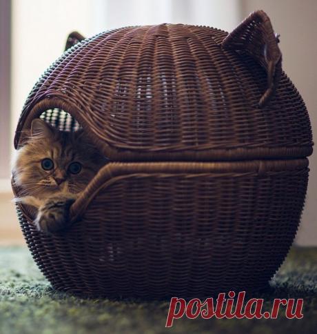 Животный мир