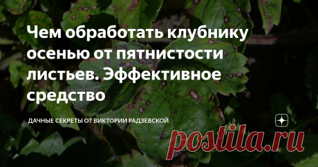 Чем обработать клубнику осенью от пятнистости листьев. Эффективное средство Клубнику осенью обязательно подготавливаем к зиме. Прежде всего нужно проверить кусты на наличие болезней, поскольку клубника очень часто поражается пятнистостью листьев. Поэтому в августе обязательно обрабатываем растение, чтобы не остаться в следующем сезоне без ягод. Расскажу подробнее, чем обработать клубнику от пятнистости листьев.