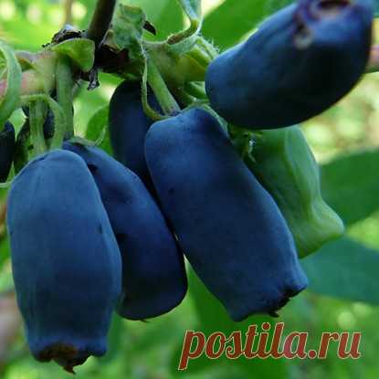 Жимолость Золушка — купить с доставкой!