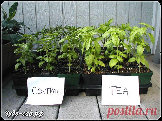 Компостный «чай» — лучшее натуральное удобрение — секрет многих лучших садоводов.