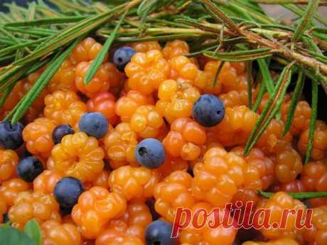 Морошка – полезные свойства