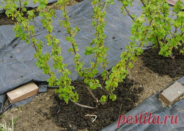 Подкормка посадок смородины для получения хорошего урожая