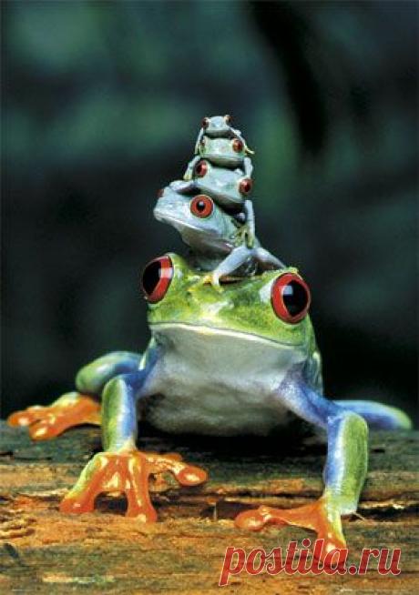 Квакши, Лягушки and Деревья on Pinterest