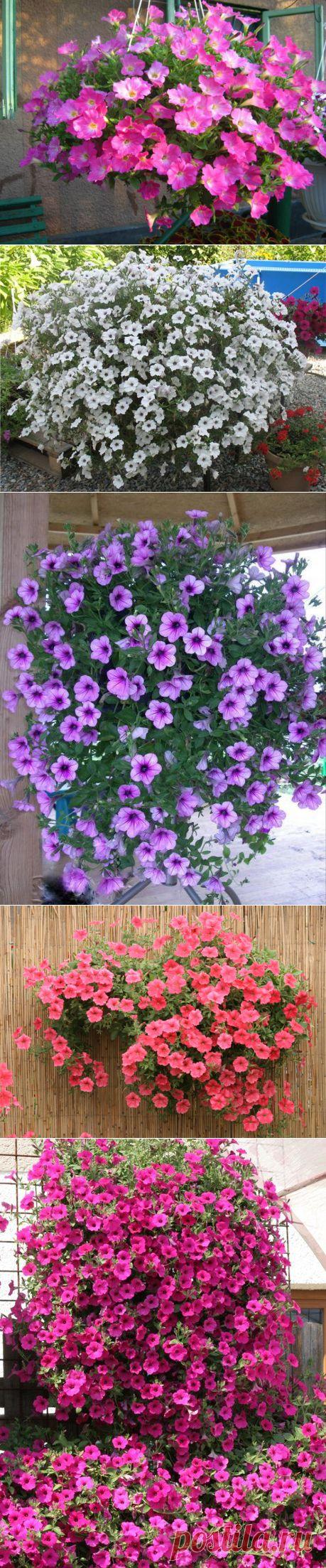 Какие петунии вырастут ампельными | РОЗЫ