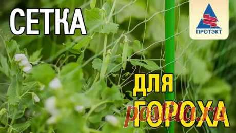 Шпалера ДЛЯ Гороха. Разборная, мобильная, долговечная / Как это / Дачный СПАС - поиск Яндекса по видео