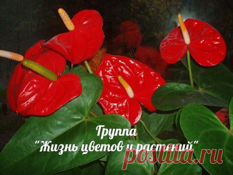 ПОЧЕМУ НЕ ЦВЕТЕТ АНТУРИУМ?