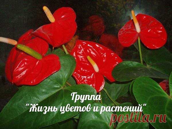 ПОЧЕМУ НЕ ЦВЕТЕТ АНТУРИУМ?