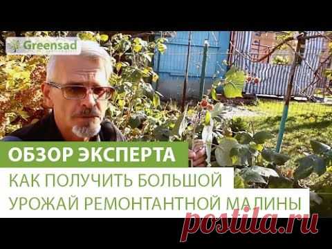 Малина ремонтантная — высокоурожайная ягодная культура для вашего сада