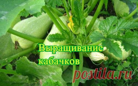 Выращивание кабачков в открытом грунте | Огород и сад