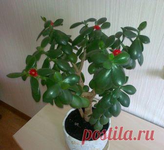 Чем подкормить денежное дерево в домашних условиях? Денежное дерево или толстянка — чистое, декоративное и неприхотливое, поэтому оно является одним из самых популярных комнатных растений у продвинутых садоводов и любителей. Если уход за толстянкой в д…