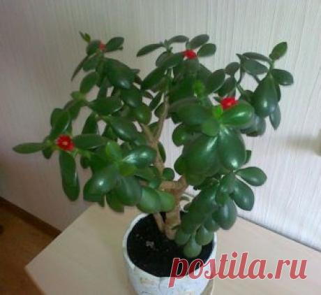 Чем подкормить денежное дерево в домашних условиях? Денежное дерево или толстянка — чистое, декоративное и неприхотливое, поэтому оно является одним из самых популярных комнатных растений у продвинутых садоводов и любителей. Если уход за толстянкой в д…
