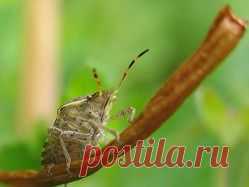 Как победить свекольного клопа - свекольный клоп, борьба со свекольным клопом