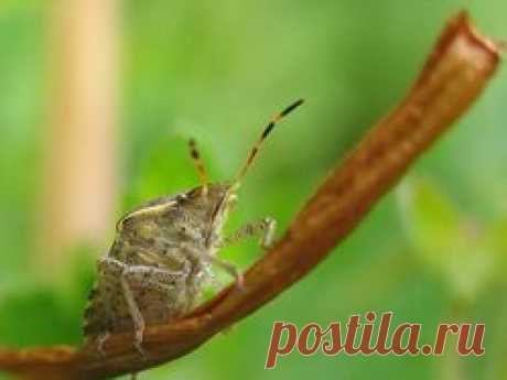 Как победить свекольного клопа - свекольный клоп, борьба со свекольным клопом