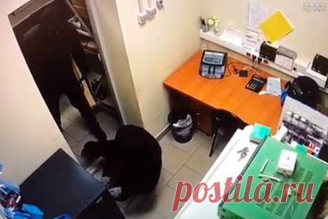 Опубликовано видео вооруженного грабежа магазина под Истрой. Опубликовано видео, на котором двое неизвестных, вооруженных дубинками, ограбили магазин в подмосковной Истре. На кадрах видно, как мужчины в масках и с топорищами без лезвия ходят мимо лежащего на полу человека. Грабители обчистили кассу, а потом и сейф. В результате нападения погибла кассир магазина.