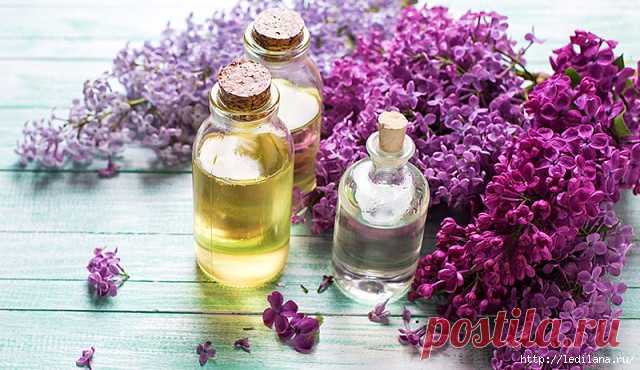 Волшебное масло сирени в народной медицине от ста болячек