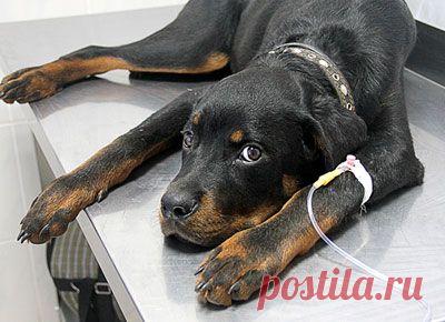 Ветклиника забрала собаку на лечение и отказалась возвращать её хозяйке