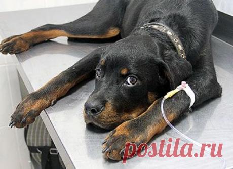 Ветклиника забрала собаку на лечение и отказалась возвращать её хозяйке