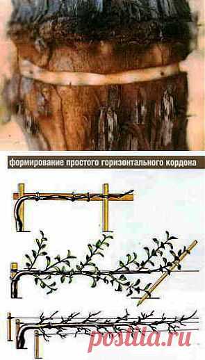 Как правильно сделать прищипку, кольцевание, карбовку | Дача - впрок