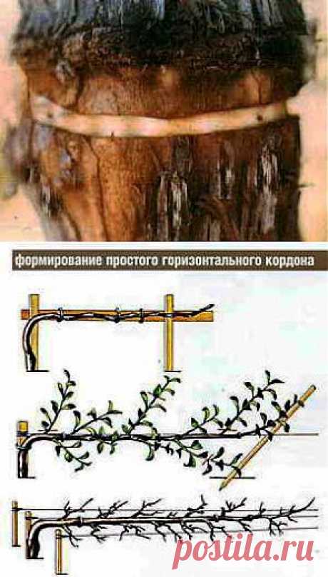 Как правильно сделать прищипку, кольцевание, карбовку | Дача - впрок