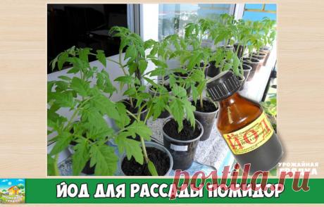 Йод для рассады помидор 
Речь идет не о йоде в чистом виде. Раствор йода готовят в строгом соблюдении пропорций. Передозировка губительна не только для растений, но и для почвы в целом. Правильный полив рассады помидоров йодом даст кустам быстрый рост и формирование завязей. Стебли становятся крепче, толще, а листва приобретает ярко-зеленый цвет. В плодовой завязи образуется больше цветов, а значит, увеличивается урожайность.

Рецепт для роста: 1 капля раствора жидкого йод...