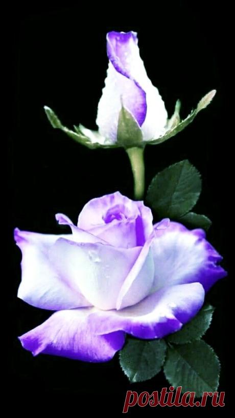 (38) Pinterest