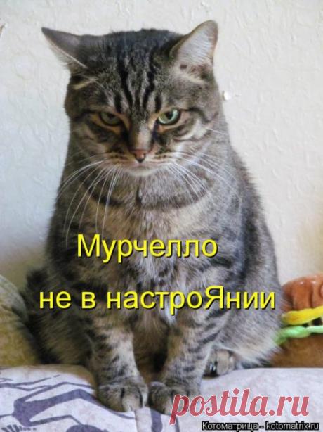 Свежая котоматрица (39 шт)