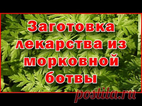 Заготовка лекарства из морковной ботвы - Harvesting medicine from carrot tops