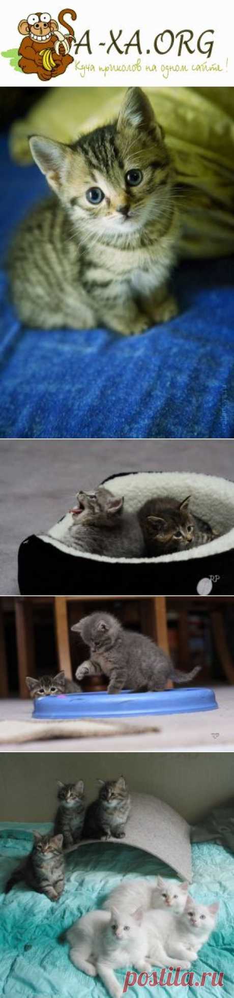 Котяшки!