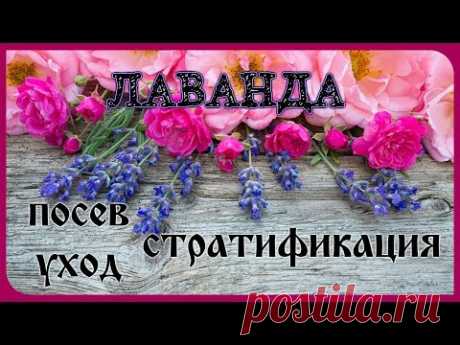 ЛАВАНДА! Посев со стратификацией и без. Результаты. Всходы