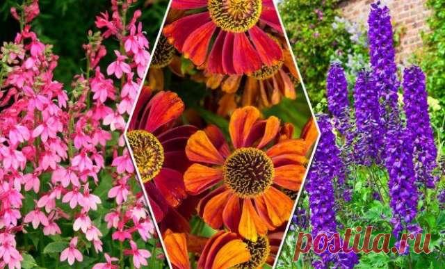 Экспресс-многолетники, которые цветут уже в первый год — Домашние