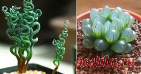 12 дивных комнатных растений, о которых ты еще не знаешь! Мечтаю о № 7.