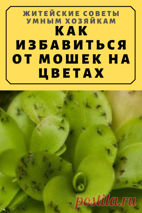 КАК ИЗБАВИТЬСЯ ОТ МОШЕК НА ЦВЕТАХ | Житейские Советы