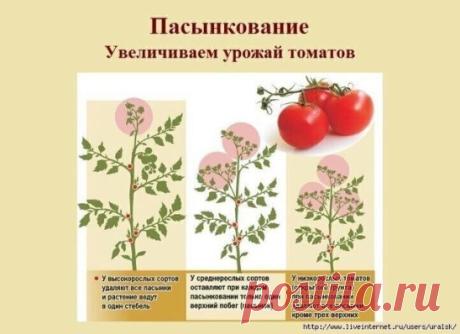 В видео-уроки показывается как правильно пасынковать помидоры. Все зависит от сорта помидор. А я удаляю листья под пасынком и у меня помидор много и томаты меньше болеют, так как  теплица больше проветривается. А как вы делаете?