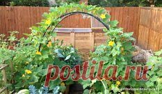 ВЫРАЩИВАНИЕ ОГУРЦОВ НА АРКЕ 
#огород
.
Огурцы выращивать можно и с помощью специальной арочной постройки из прутьев (металлических или из лозы).
Высота дуг до 2 м, ширина между ними - чуть больше метра, количество - произвольное. На дуги натягивается сетка с ячейками в 20 см. По такому строению огуречные плети с удовольствием карабкаются вверх. А вверху - солнце, воздух, свобода для роста. 
Сажают огурцы в три приема, в апреле -внутри арки, в мае- с внешней стороны, потом снова внутри. Расстоя