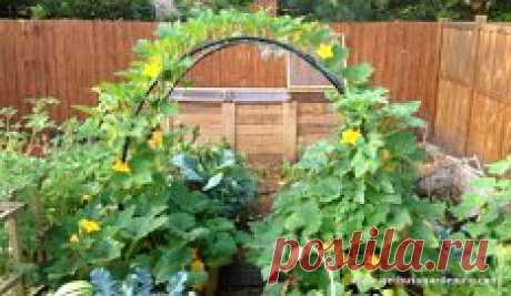 ВЫРАЩИВАНИЕ ОГУРЦОВ НА АРКЕ 
#огород
.
Огурцы выращивать можно и с помощью специальной арочной постройки из прутьев (металлических или из лозы).
Высота дуг до 2 м, ширина между ними - чуть больше метра, количество - произвольное. На дуги натягивается сетка с ячейками в 20 см. По такому строению огуречные плети с удовольствием карабкаются вверх. А вверху - солнце, воздух, свобода для роста. 
Сажают огурцы в три приема, в апреле -внутри арки, в мае- с внешней стороны, потом снова внутри. Расстоя