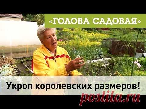 Голова садовая - Укроп королевских размеров!