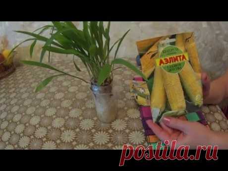 РАССАДА КУКУРУЗЫ БЕЗ ЗЕМЛИ!