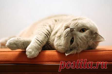 Cat rolling over