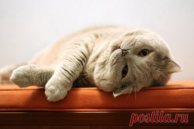 Cat rolling over