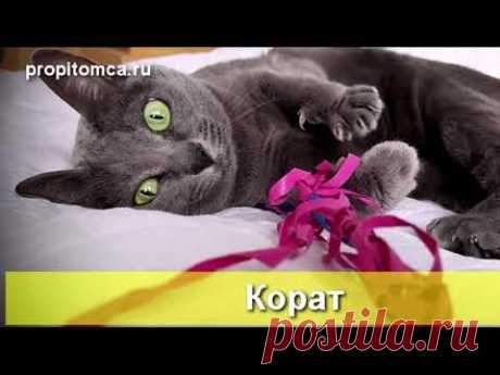 #Корат - факты об интересной породе #кошек - YouTube