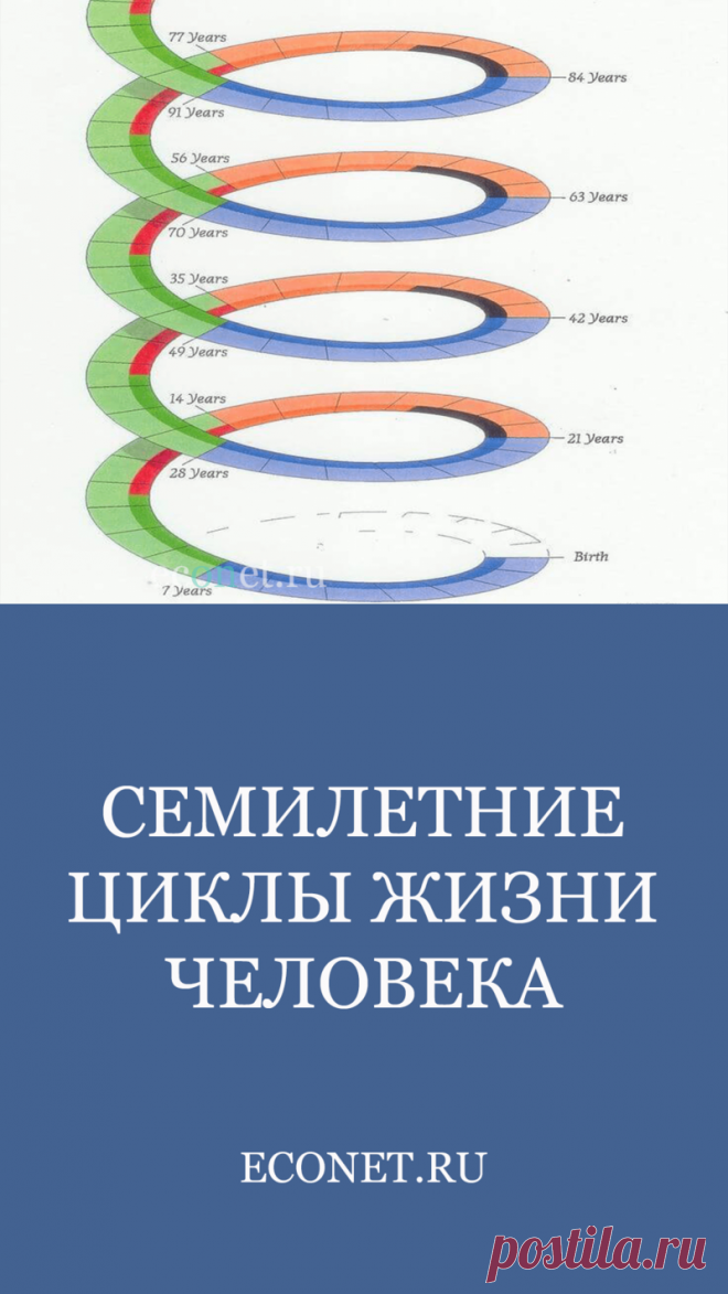 Семилетние циклы жизни человека