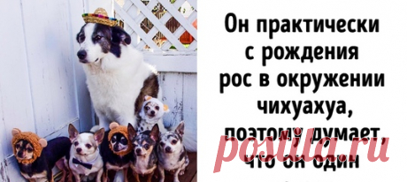 20+ животных, которые испытывают проблемы с самоопределением: