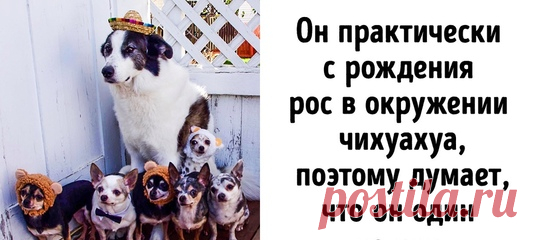 20+ животных, которые испытывают проблемы с самоопределением: