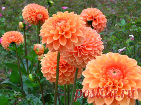 Посадка георгинов весной