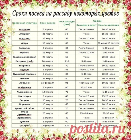 Рассада. Когда и что сажать? 

Ориентировочные даты посева рассаду основных овощных культур для средней полосы России: 

Сельдерей. Посадка – 25 мая. Возраст рассады – 70-80 дней, от посева до всходов – до 15 дней. Посев – после 25 февраля. 

Сладкий перец. Посадка в теплицу – 5 июня. Возраст рассады – до 70 дней, от посева до всходов – 12-14 дней. Посев – после 10 марта. 

Капуста белокочанная ранняя. Посадка – после 20 мая. Возраст рассады – до 50 дней, от посева до всхо...